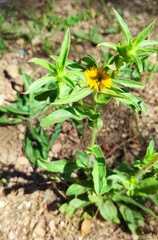 Asteriscus aquaticus