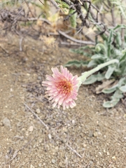 Leontodon asperrimus