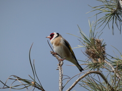 Carduelis carduelis