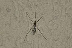 Chioneinae