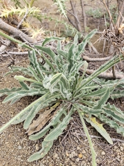 Leontodon asperrimus