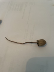 Panaeolopsis