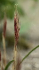 Festuca fasciculata