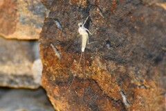 Maccaffertium terminatum