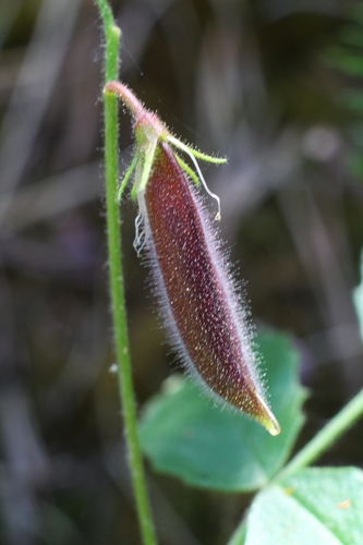 Image of Ononis rotundifolia by (c) CorentinD, some rights reserved (CC BY)