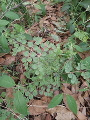 Pellaea cordifolia