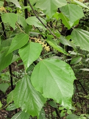 Mallotus apelta