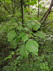 Mallotus apelta
