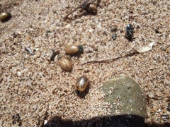 Chrysomela crotchi