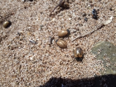 Chrysomela crotchi