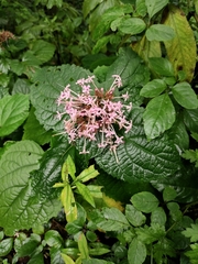 Clerodendrum bungei