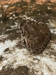 Anaxyrus compactilis