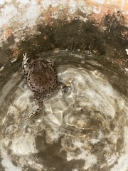 Anaxyrus compactilis