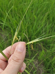 Hesperostipa spartea