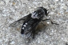 Tabanus trimaculatus