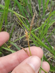 Carex richardsonii