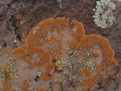 Xanthomendoza trachyphylla