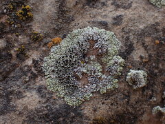 Lecanora argopholis