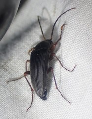 Capnochroa fuliginosa