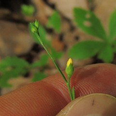Linum virginianum