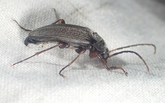 Capnochroa fuliginosa