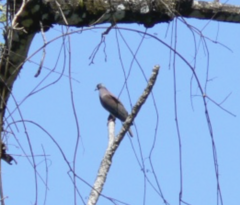 Patagioenas cayennensis