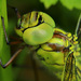 Green Hawker - Photo (c) Erland Refling Nielsen, some rights reserved (CC BY-NC)