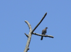 Patagioenas cayennensis