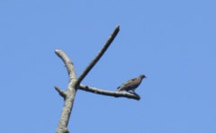 Patagioenas cayennensis
