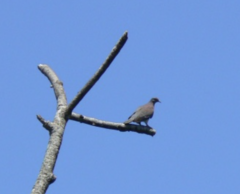 Patagioenas cayennensis