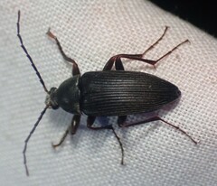 Capnochroa fuliginosa