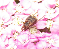 Valgus canaliculatus