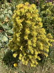 Aeonium arboreum