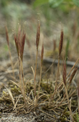 Festuca fasciculata