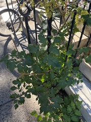 Koelreuteria paniculata