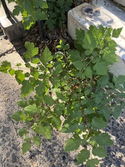 Koelreuteria paniculata