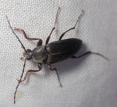 Capnochroa fuliginosa