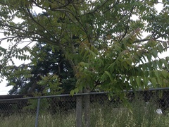 Ailanthus altissima