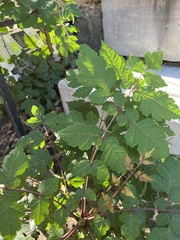 Koelreuteria paniculata