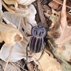 Alphasida holosericea