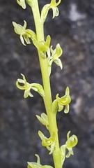Platanthera colemanii