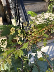 Koelreuteria paniculata