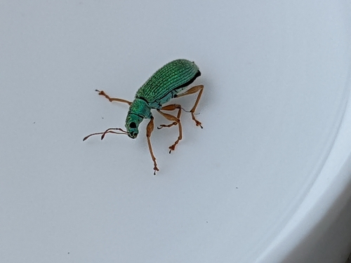 Pale Green Weevil