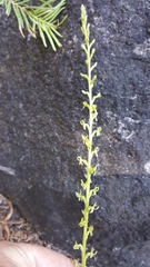 Platanthera colemanii