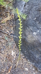 Platanthera colemanii
