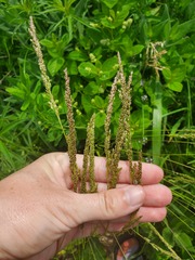 Sphenopholis obtusata