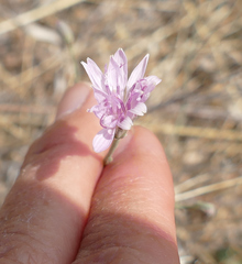 Stephanomeria thurberi