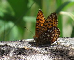 Speyeria hesperis electa