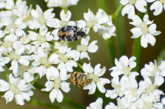 Anthrenus scrophulariae