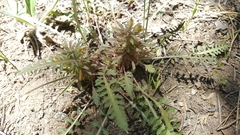 Pedicularis semibarbata